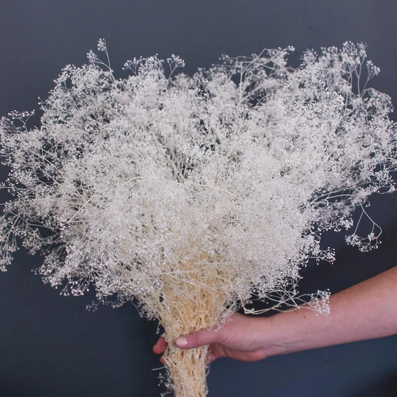 luxury crystal flower vase with floral design -Bleached Baby's Breath Gypsophila