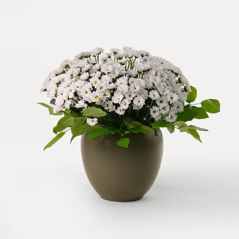 unique flower vase -Chrysanthemums Santini White Flower Arrangement – Classic Beauty in an Olive Green Vase