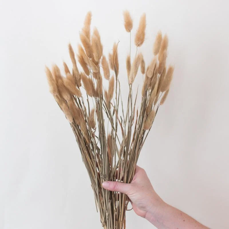 luxury tall flower vase -Natural Tan Dried Bunny Tail Grass