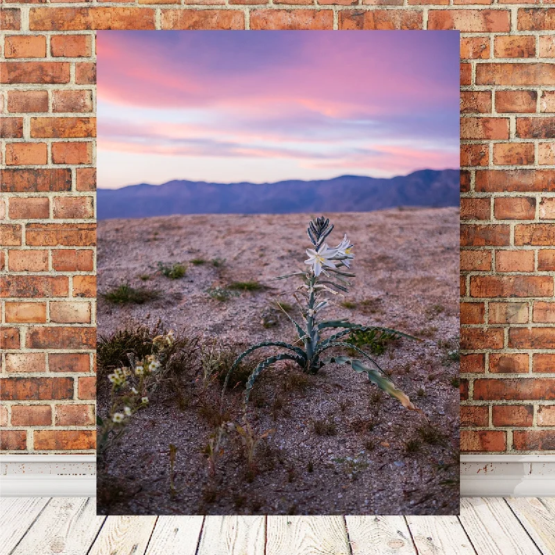 coastal-inspired decorative paintings-Desert Wild Flowers