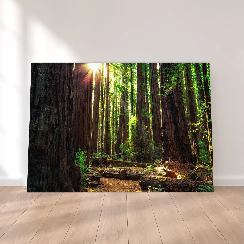 decorative abstract wall art-Sunrise in the Redwoods